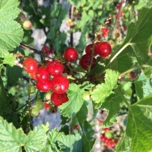 Groseilles
